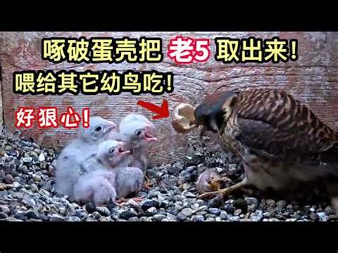 鳥媽媽棄巢 送仙人掌意思